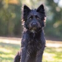 Mozartp2