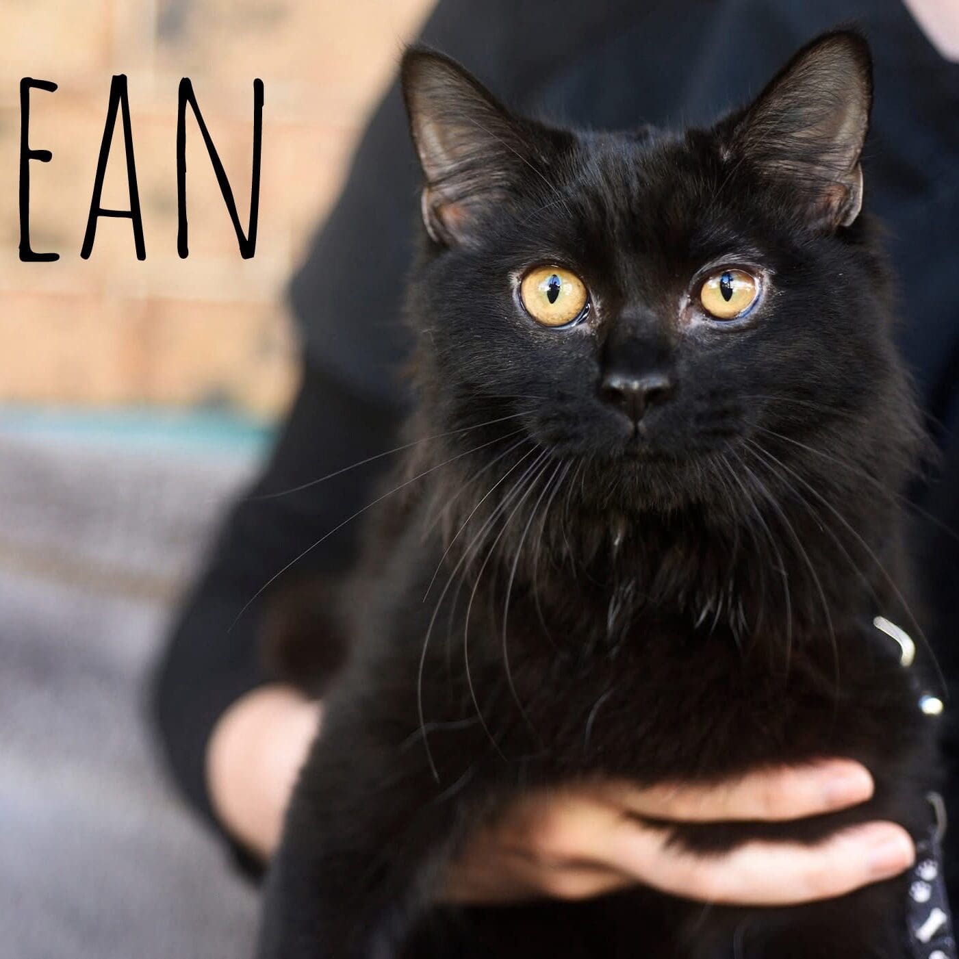 OceanFB - female 6 months