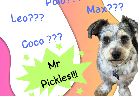 Pawsitively Personalised-2