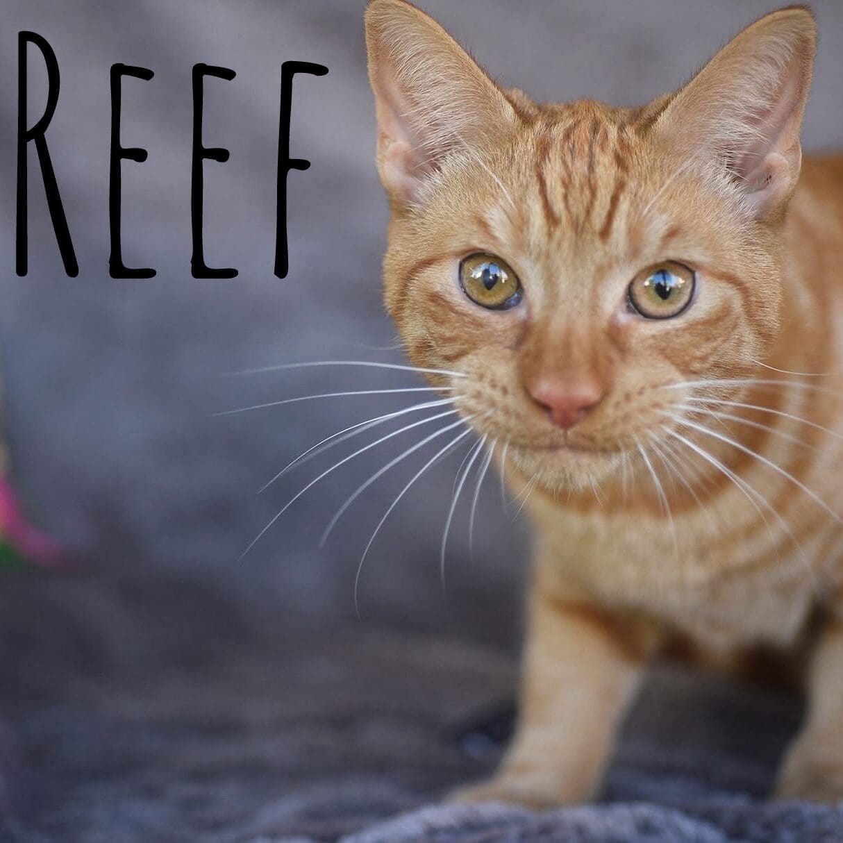 ReefFB - male 6 months
