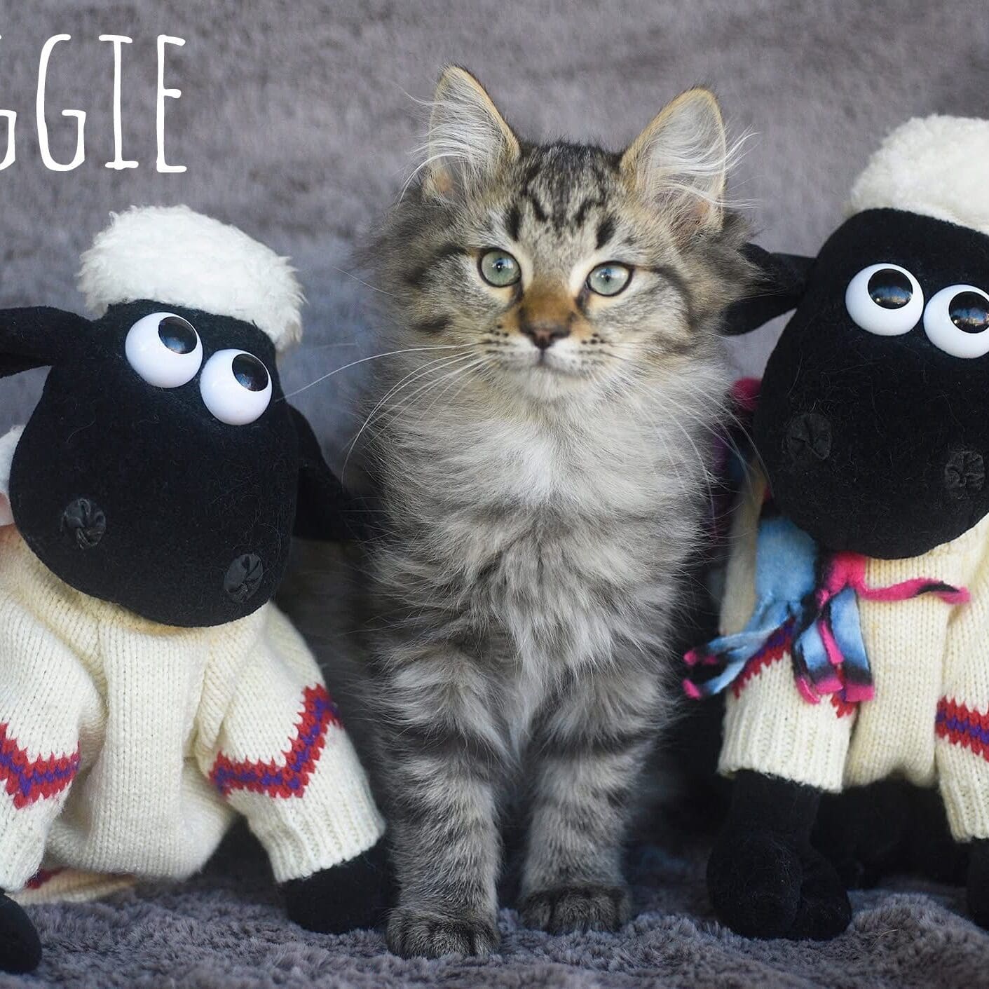 Reggie male 11 weeks FB