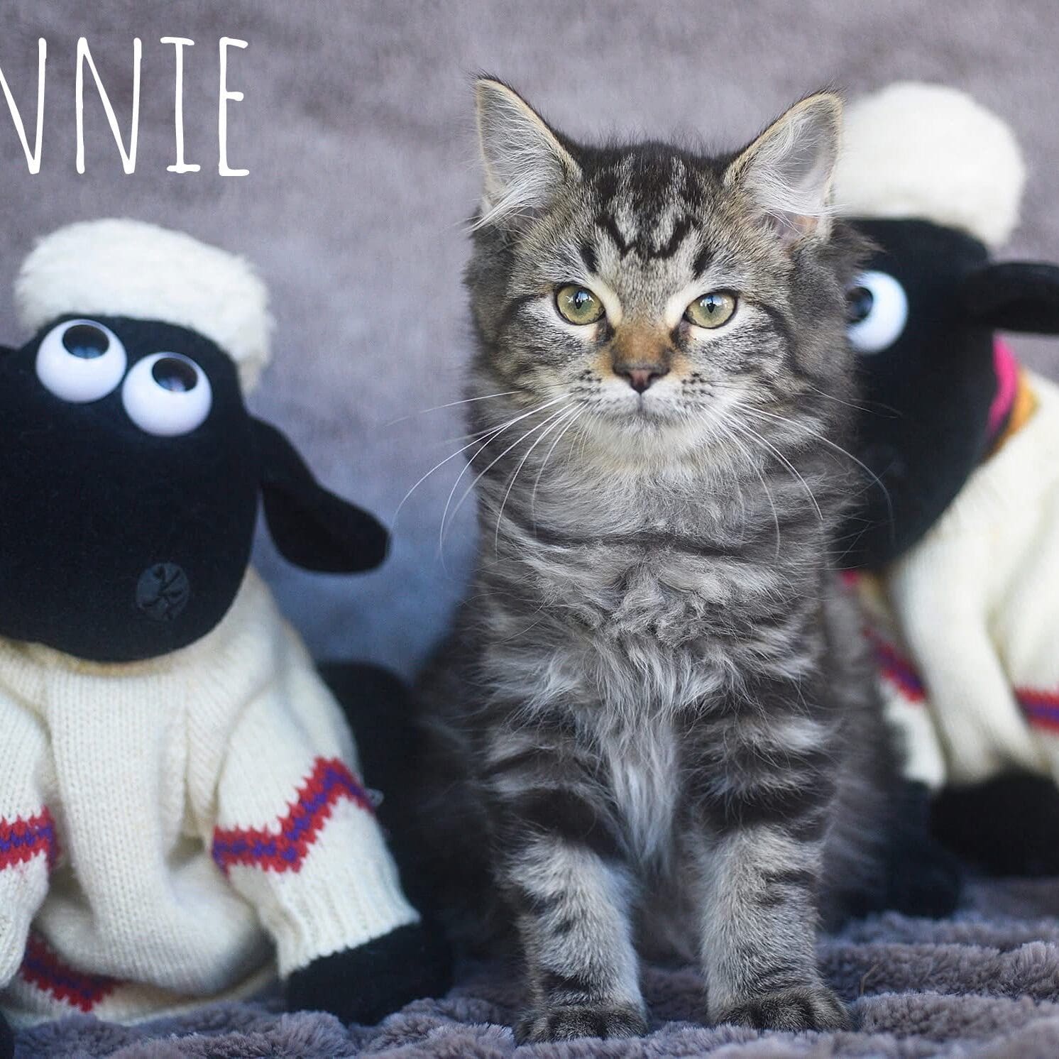Ronnie - female 11 weeksFB