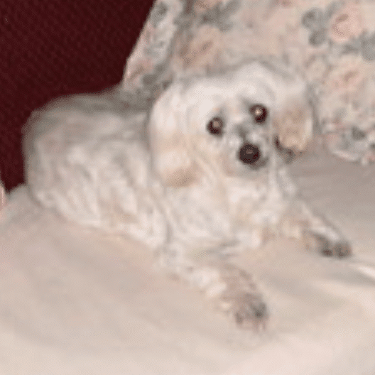 Screen Shot 2020-12-15 at 3.13.29 pm