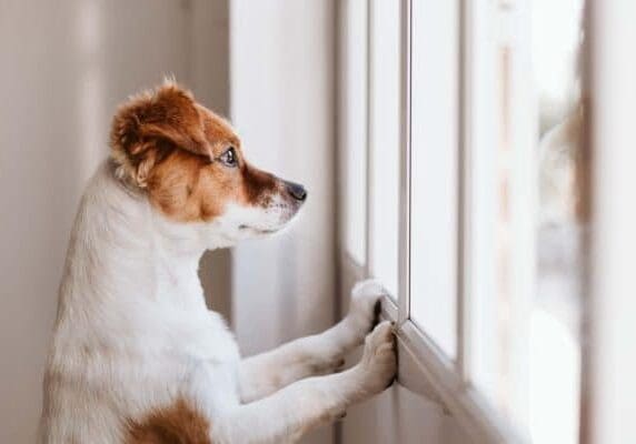 Separation Anxiety picture