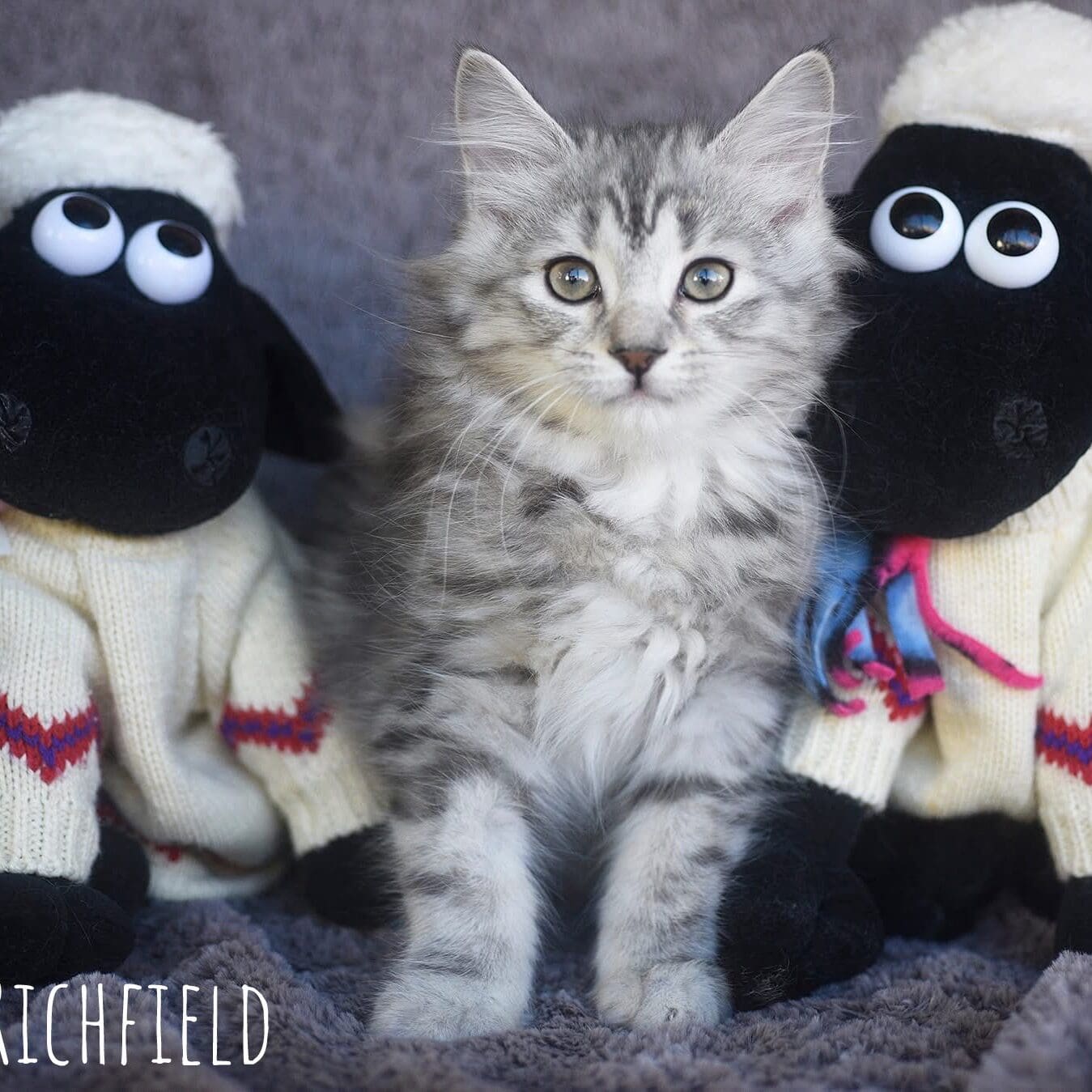 Sir Richfield - male 11 weeks FB