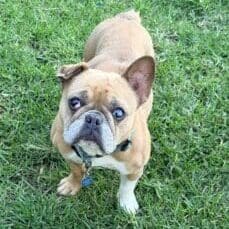 lola (1)