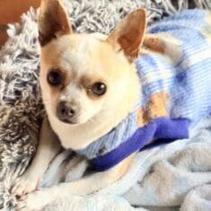 pepito2