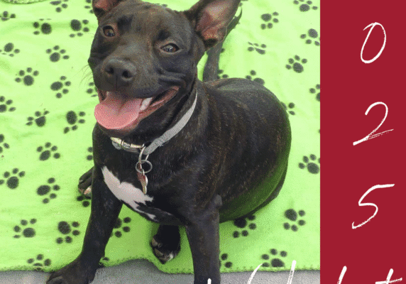 wishlist 2025 image 2